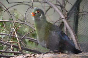 singing birds in the branches of trees