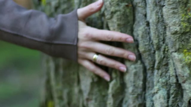 Female Hand on Tree Trunk Follow Shot Slow Motion