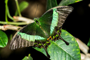 Green and Black Butterfly