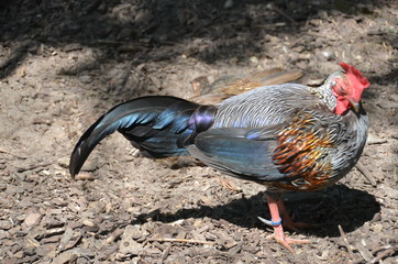 cock rooster chicken