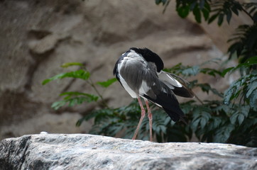 bird forest black white