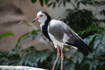 bird forest black white
