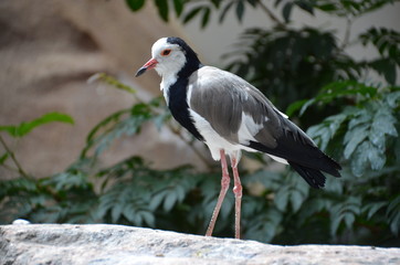 bird forest black white