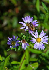 Honey Bee On Flower