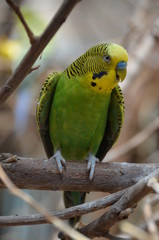 funny Budgerigar parrot branch