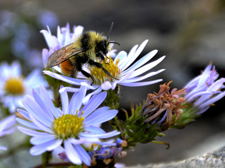 Bumblebee on flower