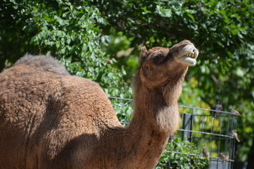 wild camel