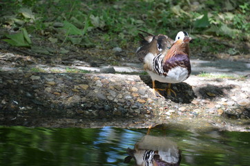 mandarin duck Aix galericulata water nature
