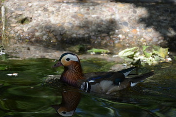 mandarin duck Aix galericulata water nature