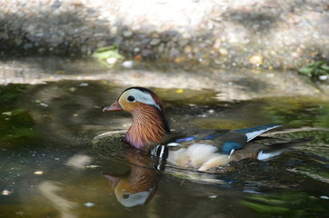 mandarin duck Aix galericulata water nature