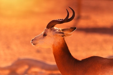 Dama gazelle backlit during sunset