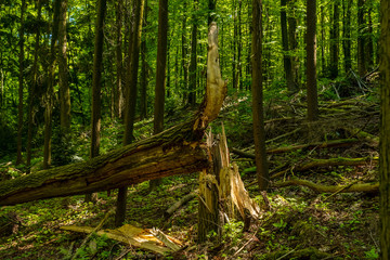 Durch einen Sturm umgestürzter Baum im Wald, Velbert, Duetschland