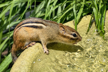 Chipmunk drinking