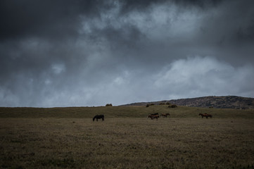 Horses in the storm