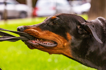 black dobermans tries to pull the leash out of the hands of the owner