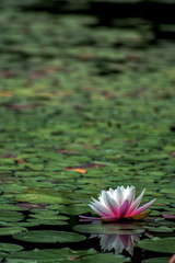 Lily in pond