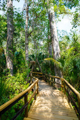 Florida wetland, wooden path trail at Everglades National Park in USA.