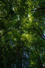 Fototapeta na wymiar Baumkronen von unten im Sonnenlicht, Velbert, Deutschland