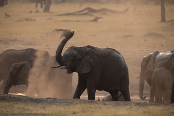 Elephants at waterhole, Zimbabwe