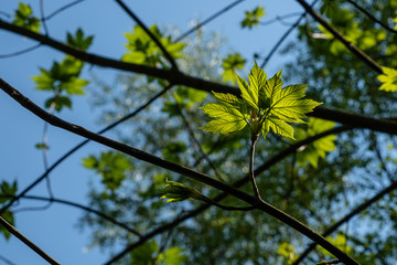 Fresh green leaves at a branch of a tree in front of a blue sky