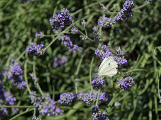 white butterfly on lavender flower