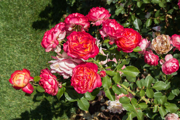 Blooming beautiful bunch of  roses in the garden