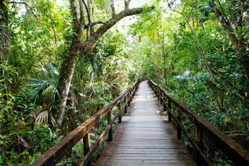 Florida wetland, wooden path trail at Everglades National Park in USA.