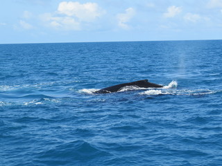 Baleia mergulhando
