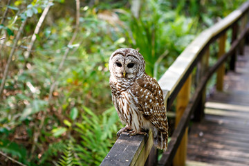 Owl in Florida wetland, wooden path trail at Everglades National Park in USA. Popular place for tourists, wild nature and animals