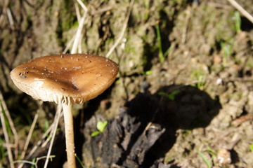 Wild Toadstool Mushroom casting shadow in the sunlight