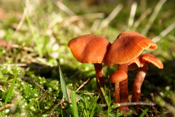 Wild Brown Mushrooms