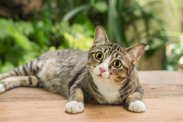 The cat in the garden is looking up.