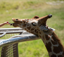 Feed Giraffe
