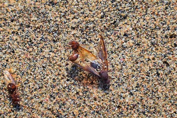 Winged Male Drone Leafcutter ants, macro close up view, dying on beach after mating flight with queen in Puerto Vallarta Mexico. Scientific name Atta mexicana, a species of leaf-cutter ant, a New Worl