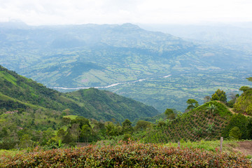 Coffee plantation in Jerico, Colombia in the state of Antioquia with the view of river Cauca in be...