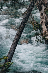Leaning tree over a rushing river