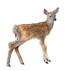 Naklejka na ściany i meble whitetail deer fawn watercolor