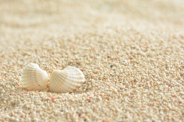 貝殻　サンゴ砂

