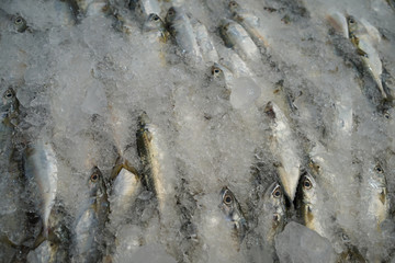 mackerel freezing In the market