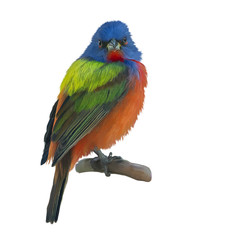 Male Painted Bunting watercolor