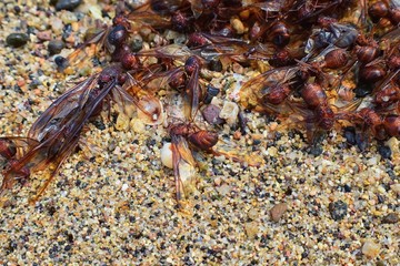Winged Male Drone Leafcutter ants, macro close up view, dying on beach after mating flight with queen in Puerto Vallarta Mexico. Scientific name Atta mexicana, a species of leaf-cutter ant, a New Worl