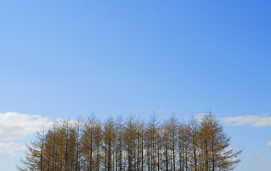 冬　木　空　素材