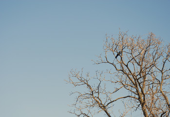 冬　カラス　木　素材