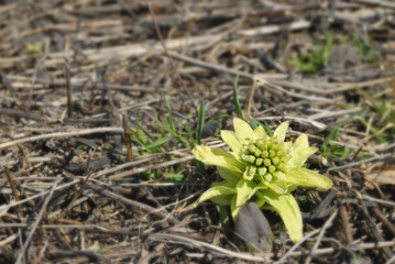 ふきのとう　春　素材