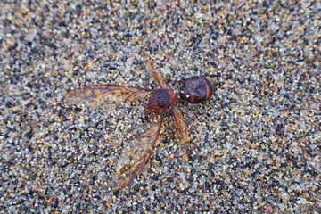 Winged Male Drone Leafcutter ants, macro close up view, dying on beach after mating flight with queen in Puerto Vallarta Mexico. Scientific name Atta mexicana, a species of leaf-cutter ant, a New Worl