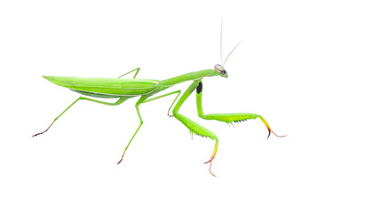 mantis on white wall. beautiful insect.