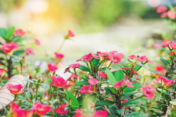 blooming red crown Of thorns flower in garden