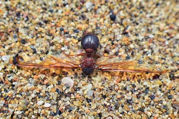 Winged Male Drone Leafcutter ants, macro close up view, dying on beach after mating flight with queen in Puerto Vallarta Mexico. Scientific name Atta mexicana, a species of leaf-cutter ant, a New Worl