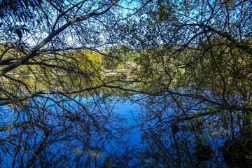 Tree branches hanging over lake water surface . Daylesford, VIC Australia