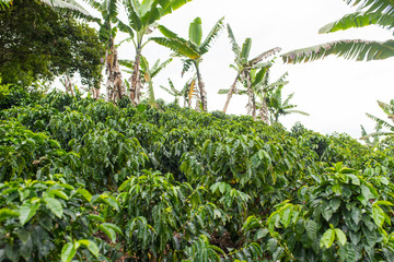 Coffee plantation in Jerico, Colombia in the state of Antioquia.